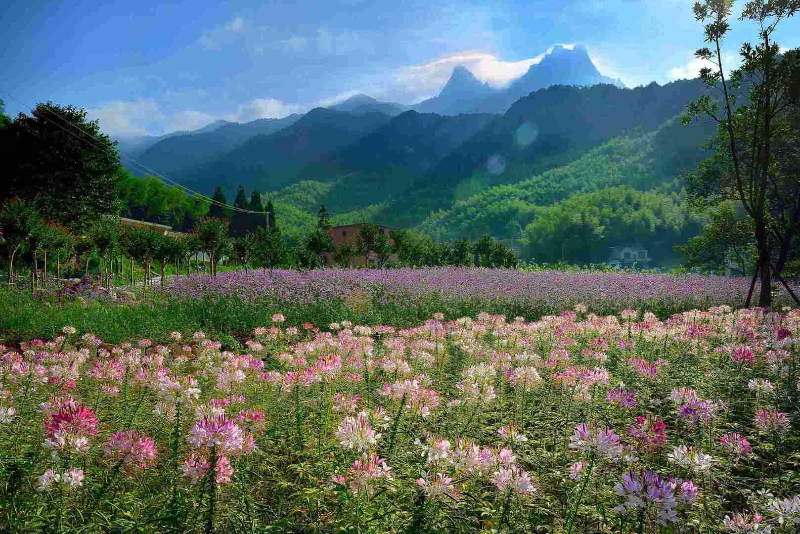 Blossom Season at Tianxian Gorge
