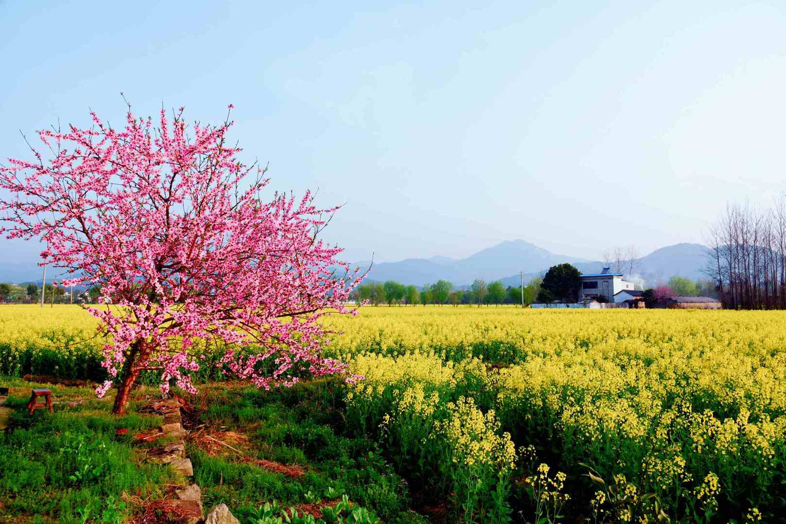 The Gold and Rosy Countryside