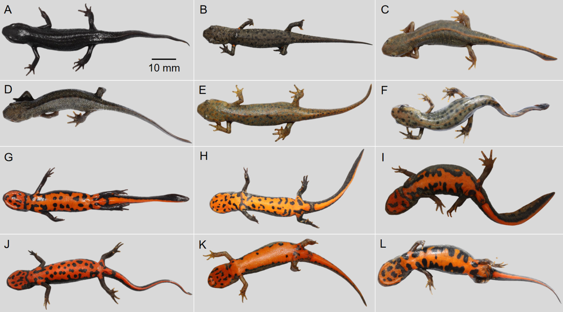 Hypselotriton qianshan Officially Recognized as a Distinct New Species