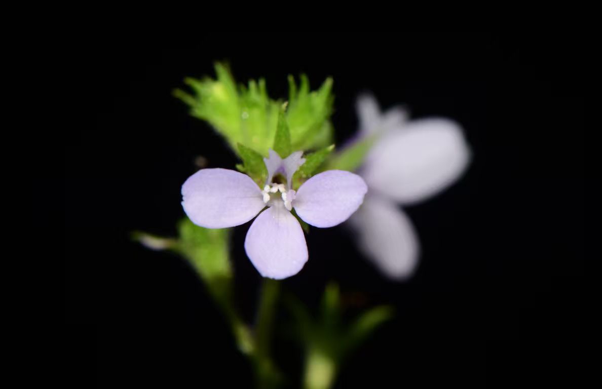 Tianzhushan UNESCO Global Geopark Discovers a New Plant Species